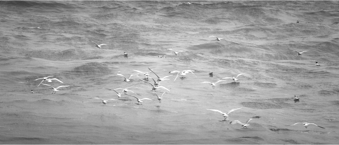 Gaviotas sobre mar gris